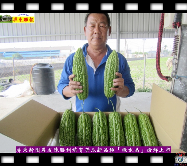 屏東新園農友陳勝利培育苦瓜新品種「綠水晶」搶鮮上市
