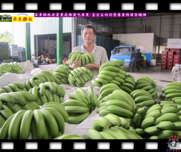 屏東縣政府農業處推廣吃香蕉 富含正向的營養素與繕食纖維