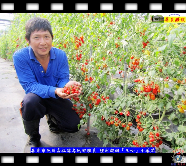 屏東市民蘇嘉福漂鳥返鄉務農 種出超甜「玉女」小蕃茄