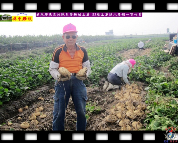屏東歸來農民陳天贊種植豆薯 83歲豆薯達人產銷一貫作業