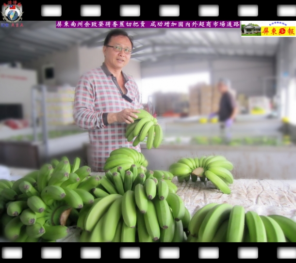 屏東南州余致榮將香蕉切把賣 成功增加國內外超商市場通路