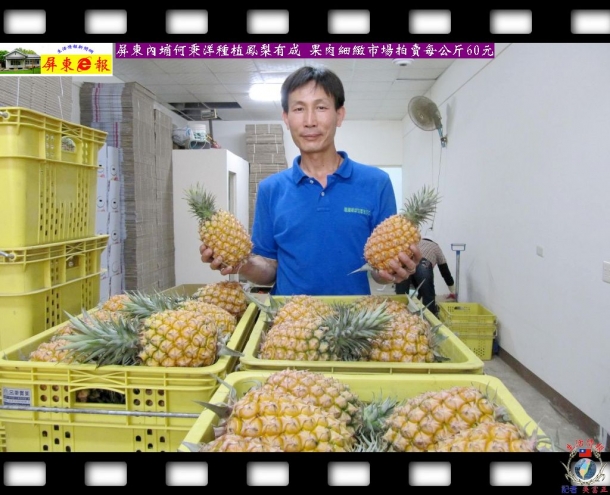 屏東內埔何秉洋種植鳳梨有成 果肉細緻市場拍賣每公斤60元