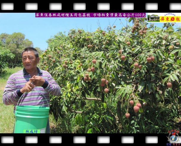 屏東恆春林成材種玉荷包荔枝 市場拍賣價最高每公斤600元