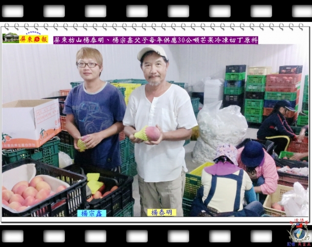 屏東枋山楊泰明、楊宗鑫父子每年供應30公噸芒果切丁原料