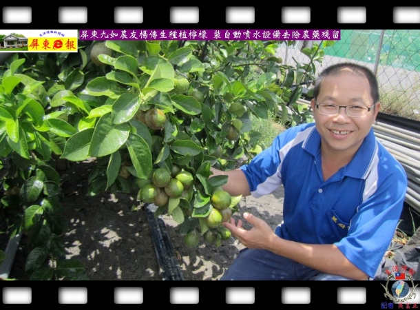 屏東九如農友楊傳生種植檸檬 裝自動噴水設備去除農藥殘留