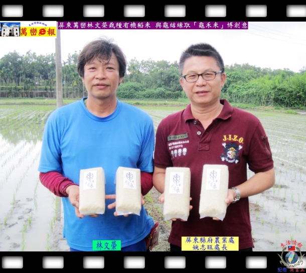 屏東萬巒林文榮栽種有機稻米 與龜結緣取「龜禾米」博創意