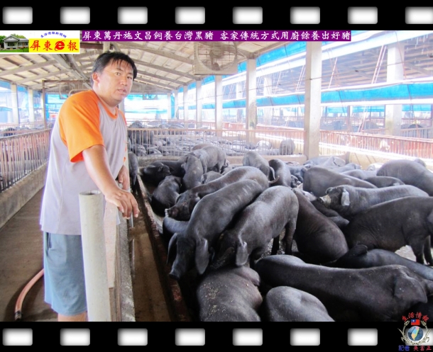屏東萬丹施文昌飼養台灣黑豬 客家傳統方式用廚餘養出好豬