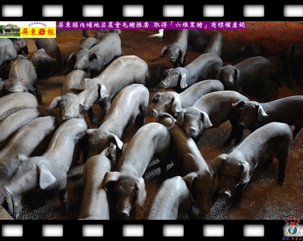 屏東縣內埔地區農會毛豬推廣 取得「六堆黑豬」商標權產銷