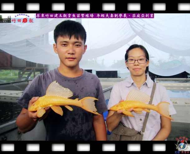 屏東竹田建立觀賞魚苗繁殖場 年輕夫妻劉譽羲、莊庭亞創業