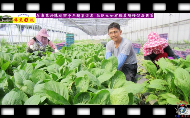 屏東萬丹陳瑞興中年轉業從農 往返九如有機農場種健康蔬菜