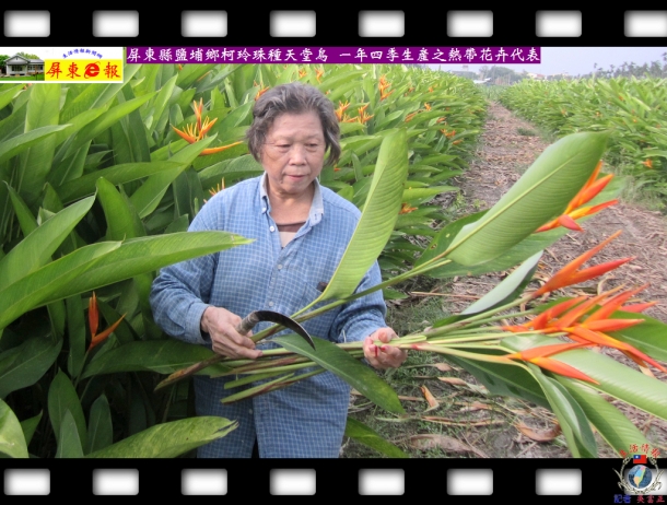 屏東縣鹽埔鄉柯玲珠種天堂鳥 一年四季生產之熱帶花卉代表