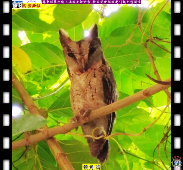 萬巒鄉五溝國小新訪客領角鴞 校園發現貓頭鷹引起生態關懷
