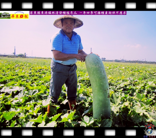 屏東縣東港鎮林清發種植冬瓜 一年四季可播種產期供不應求