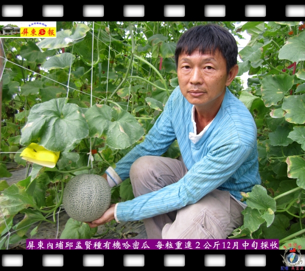 屏東內埔邱孟賢種有機哈密瓜 每粒重達２公斤12月中旬採收
