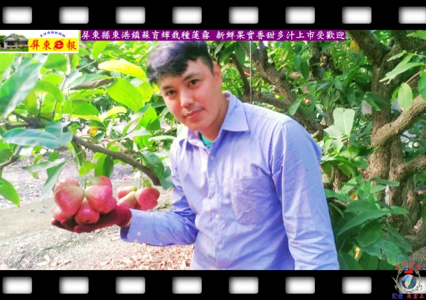 屏東縣東港鎮蘇育輝栽種蓮霧 新鮮果實香甜多汁上市受歡迎
