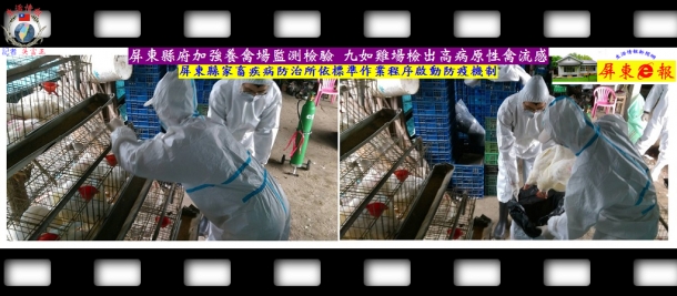 屏東縣府加強養禽場監測檢驗九如雞場檢出高病原性禽流感依標準作業程序啟動防疫機制
