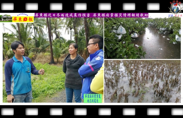 屏東縣近日冬雨造成農作損害 屏東縣府掌握災情將報請救助