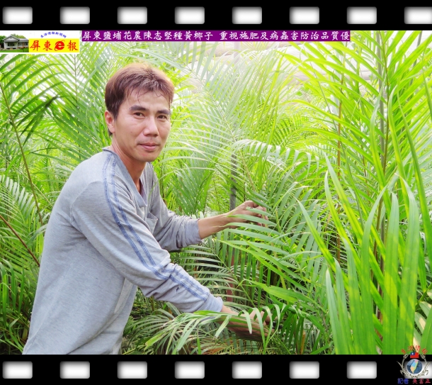 屏東鹽埔花農陳志堅種黃椰子 重視施肥及病蟲害防治品質優