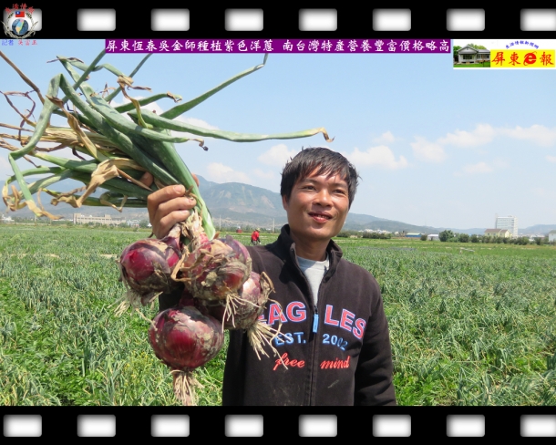 屏東恆春吳金師種植紫色洋蔥 南台灣特產營養豐富價格略高