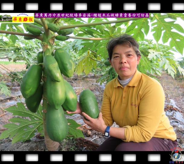 屏東萬丹中原世紀牧場李姿滿種植木瓜做酵素當養份可防蟲