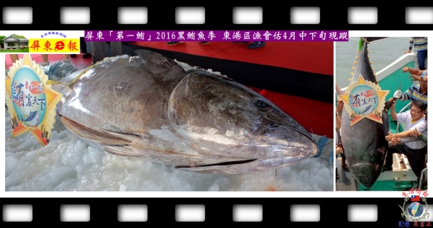 屏東「第一鮪」2016黑鮪魚季 東港區漁會估4月中下旬現蹤