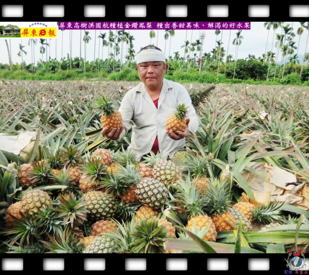 屏東高樹洪國航種植金鑽鳳梨 種出香甜美味、解渴的好水果