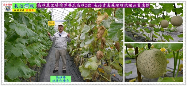 高雄農改場推洋香瓜高雄2號 長治青農蘇經緯試種品質達標